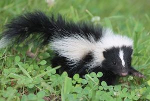 Baby striped skunk