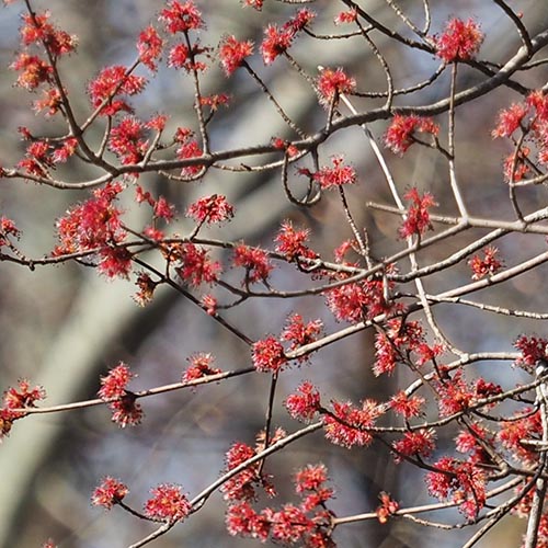 Red Maple: An Early Source of Nectar and Pollen