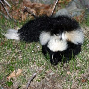 Striped skunk foraging at dusk