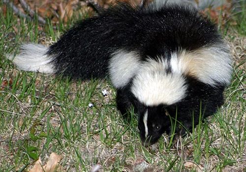 Striped skunk foraging at dusk