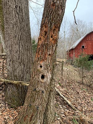 sassafras tree with multiple woodpecker holes in it