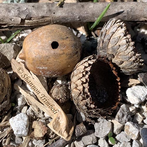 acorn with a round hole in it