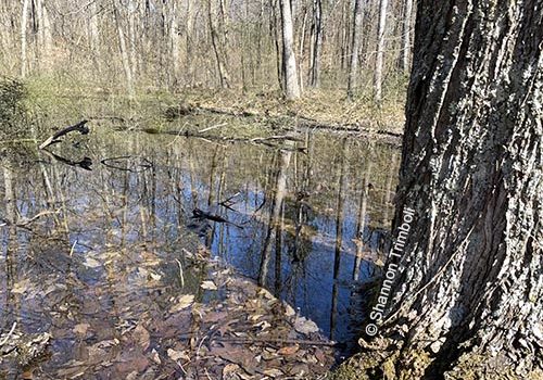 vernal pool in the woods