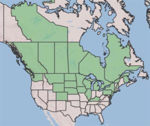 Map showing the native range for anise hyssop according to the USDA.