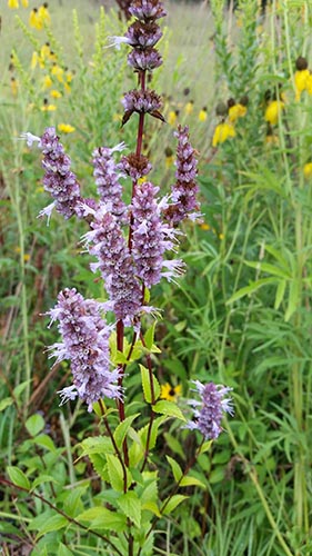 Anise hyssop blooming in a grassland.