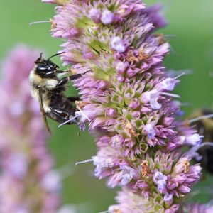 A bumble bee on a cluster of anise hyssop flowers.