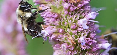 A bumble bee on a cluster of anise hyssop flowers.