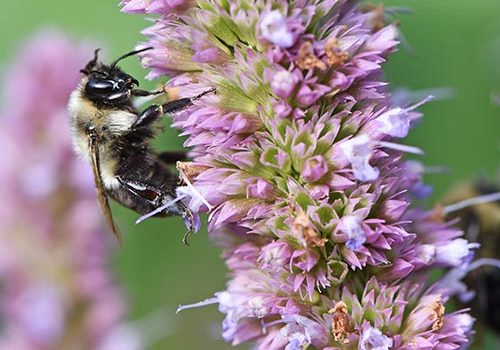 A bumble bee on a cluster of anise hyssop flowers.