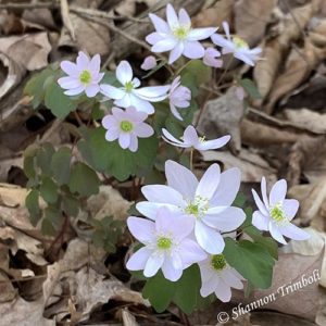 A cluster of rue anemone in full bloom.