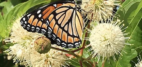 Viceroy butterfly on buttonbush flowers