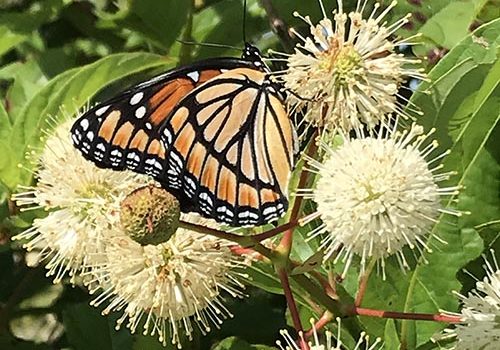 Viceroy butterfly on buttonbush flowers