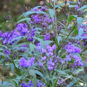 Clump of tall ironweed flowers