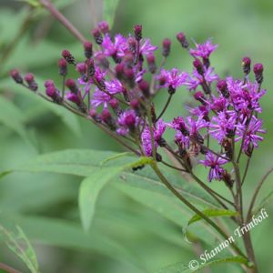 Tall ironweed flowers