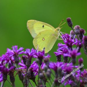 Clouded sulphur butterfly drinking nectar from ironweed flowers.