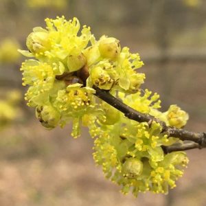 The early blooming, yellow flowers of spicebush are small but quite visible against the bare branches. Photo credit: Daniel Atha, cc-0 https://www.inaturalist.org/observations/11395982