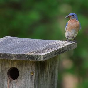 Eastern bluebird on a birdhouse