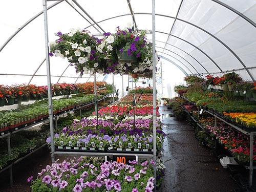 Early flowering annuals in a greenhouse.