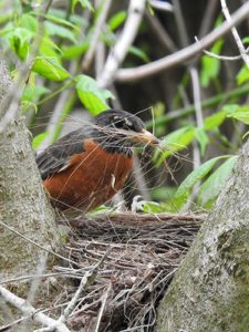 Robin building a nest