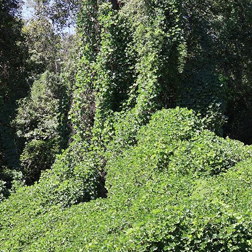 kudzu covering trees and bushes