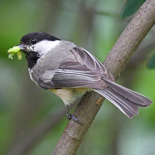 black capped chickadee with a caterpillar in its beak