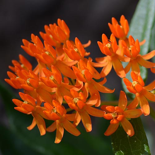 Butterfly milkweed flowers