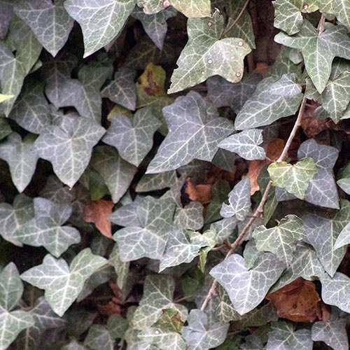 English ivy vines