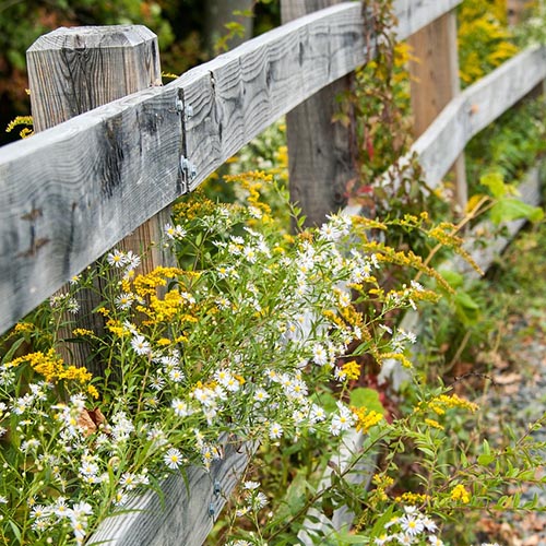 Wooden fence with goldenrod and asters