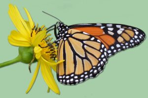 Monarch butterfly on yellow flower