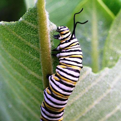 monarch caterpillar eating a milkweed leaf