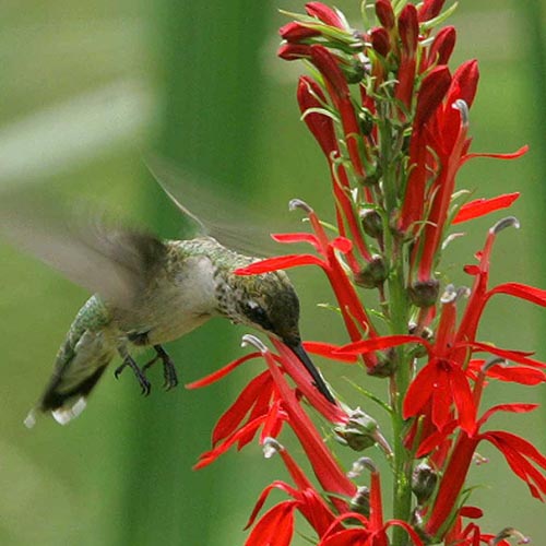 Ruby throated hummingbird drinking from cardinal flowers