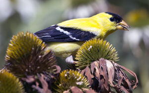 American goldfinch on purple coneflower flowers