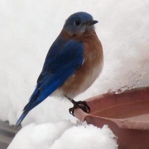 Eastern bluebird on edge of birdbath with snow all around it.