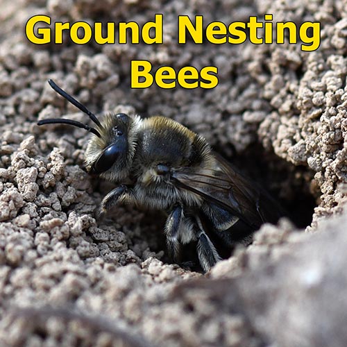 Exploring the Fascinating World of Ground Nesting Bees