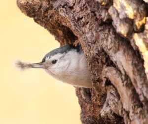 Nuthatch sticking its head out of a knothole.