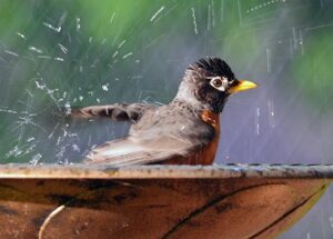 American robin taking a bath in a birdbath