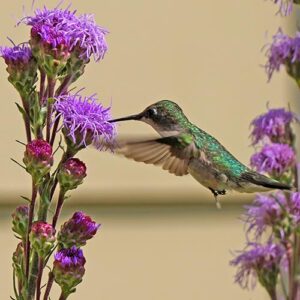 Ruby-throated hummingbird drinking from a blazing star