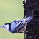 White-breasted nuthatch on a birdfeeder