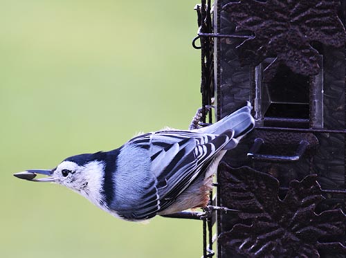 How to Attract More Birds to Your Yard