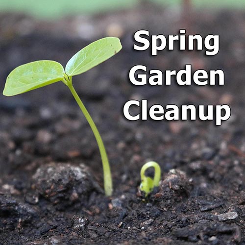 How to Do Spring Garden Cleanup for Pollinators and Wildlife